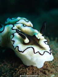 Glossodoris atromarginata, Dive Site Seraya Secrets in Tu... by Nina Kammerscheid 